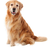 לברדור רטריבר – Labrador retriever