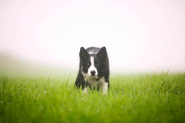 עזר אילוף לכלב — Logan Turbo Brass Sheepdog Whistle (Whistle and leather cord lanyard)