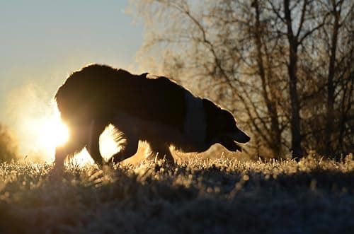 עזר אילוף לכלב — Logan Supreme Brass Shepherds Whistle