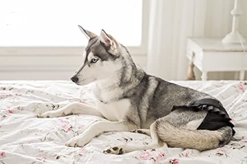 חיתול לכלב — FINNERO Ballerina Dog Diaper – Washable, Reusable, Leak-Proof – Heat, Period & U