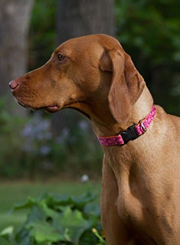 קולר לכלב — LupinePet Originals 1" Alpen Glow 12-20" Adjustable Collar for Medium and Larger