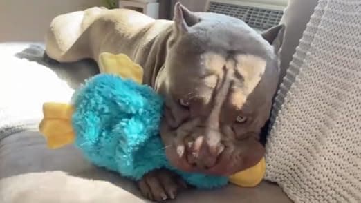 צעצוע פלאש לכלב — Best Pet Supplies Interactive Squeaky Dog Chew Toy, Ideal Dog Toys for Chewers, 