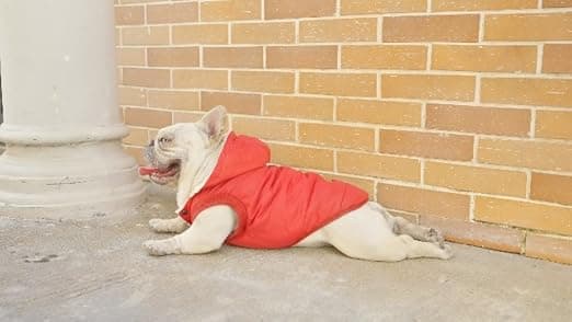 מעיל לכלב — Fleece Lining Extra Warm Dog Hoodie in Winter for Small Dogs Jacket Puppy Coats 