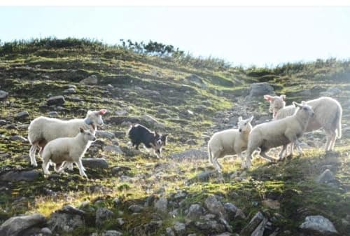 עזר אילוף לכלב — Logan Supreme Brass Shepherds Whistle
