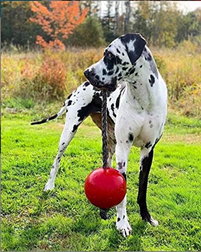 צעצוע חבל/כדור לכלב — Jolly Pets Romp-n-Roll Rope and Ball Dog Toy, 8 Inches/Large, Red (608 RD)