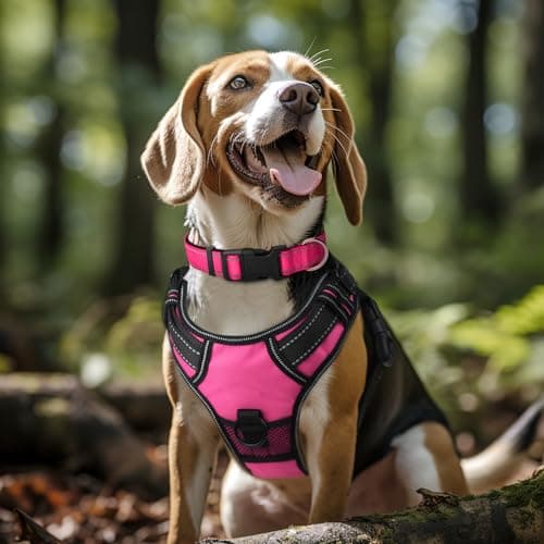 קולר לכלב — Joytale 6FT1'' Dog Leash and Collar (16-24"), Reflective Soft Neoprene Padded Pe