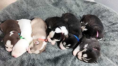 פד לכלב — GAMUDA Puppy ID Collars - Super Soft Nylon Whelping Set - Adjustable Breakaway L