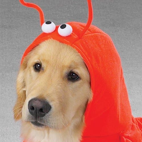 תחפושת לכלב — Casual Canine Lobster Paws Dog Costume, Small (fits lengths up to 12"), Red-Oran