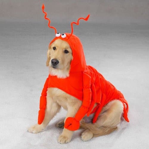 תחפושת לכלב — Casual Canine Lobster Paws Dog Costume, Small (fits lengths up to 12"), Red-Oran