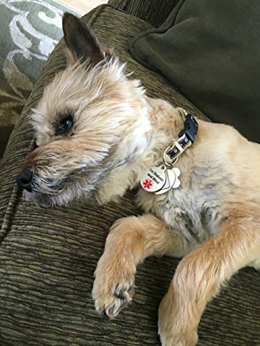 תג שם לכלב — Medical Alert Dog Cat Pet ID Tag - I'm Diabetic and Blind - Personalize Colors a