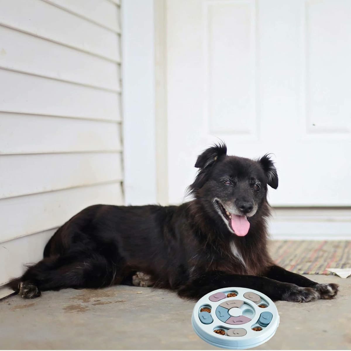 צעצוע חשיבה לכלב — Dog Puzzle Toys lorful Design Dog Toys Box Dog Puzzles for IQ Training Dog Enric