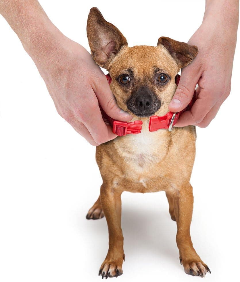 קולר לכלב — Weebo Pets Adjustable Nylon Dog Collar with Hi-Visibility Reflective Thread (Pin