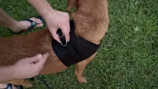 רתמה לכלב — Doggie Design Dog Harness - No Choke Dog Harness, Dog Vest, Mesh Polyester, Pet 