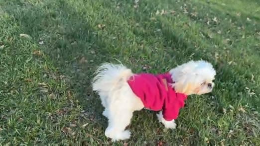 בגדים לכלב — 3 Pack Dog Sweaters for Small Dogs Girl Boy Winter Fleece Clothes Warm Soft Dog 