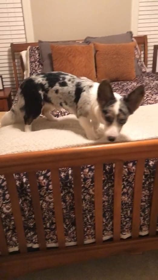 מדרגות לכלב — PetSafe CozyUp Bed Ramp - Supports Pets Back & Joints - High Traction Carpet Sur