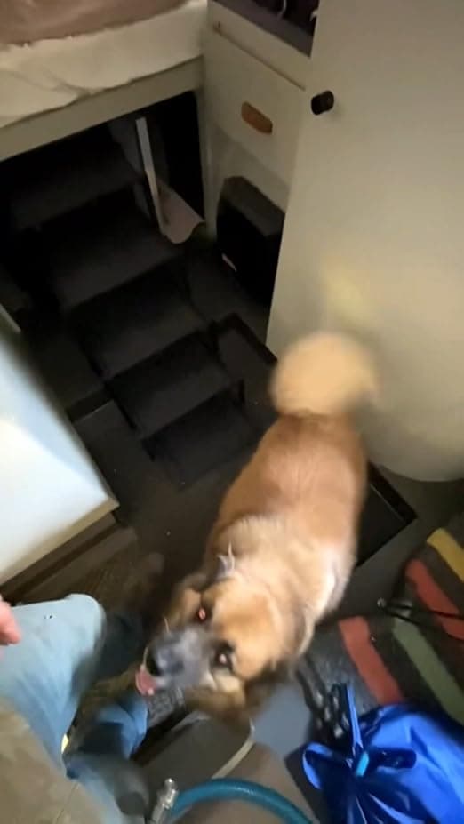 מדרגות לכלב — Dog Stairs for Car - Foldable Dog Ramps for Large Dogs with Non Slip Surface, Po