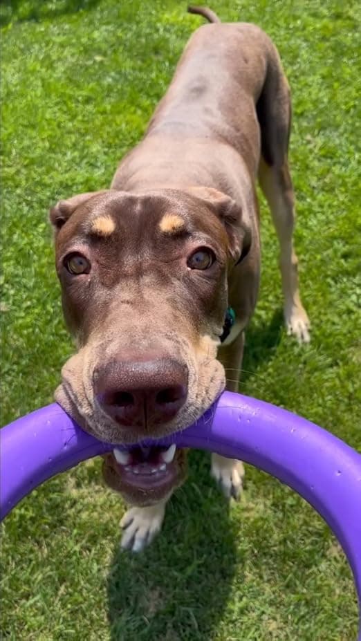 צעצוע חשיבה לכלב — COLLAR Puller Outdoor Ring Toy - Fetch & Tug of War for Small Medium Large Dogs 