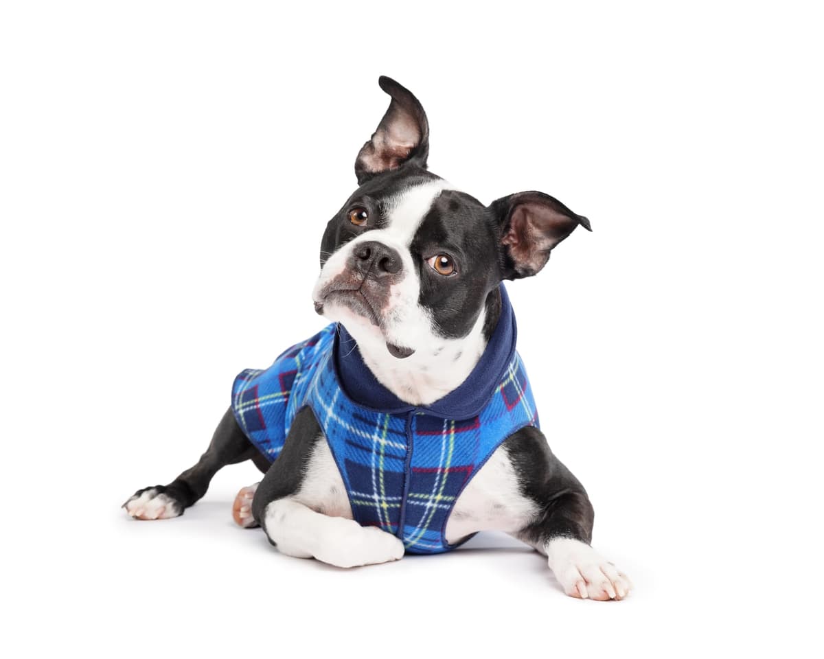 מעיל לכלב — Goldpaw Duluth Double Fleece Dog Sweater Vest for Small Dogs - Soft, Stretchy Do