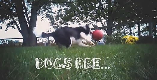 צעצוע חבל/כדור לכלב — Jolly Pets Romp-n-Roll Rope and Ball Dog Toy, 8 Inches/Large, Red (608 RD)