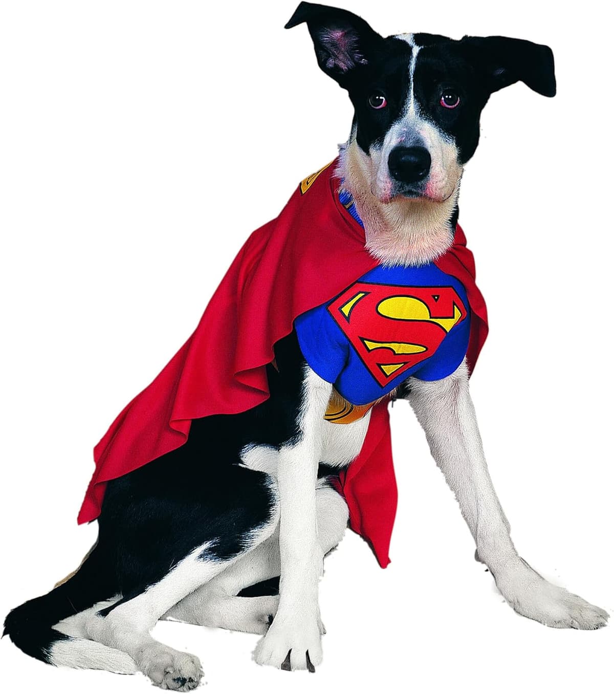 תחפושת לכלב — DC Comics Superheroes: Superman Pet Costume for For Dogs or 