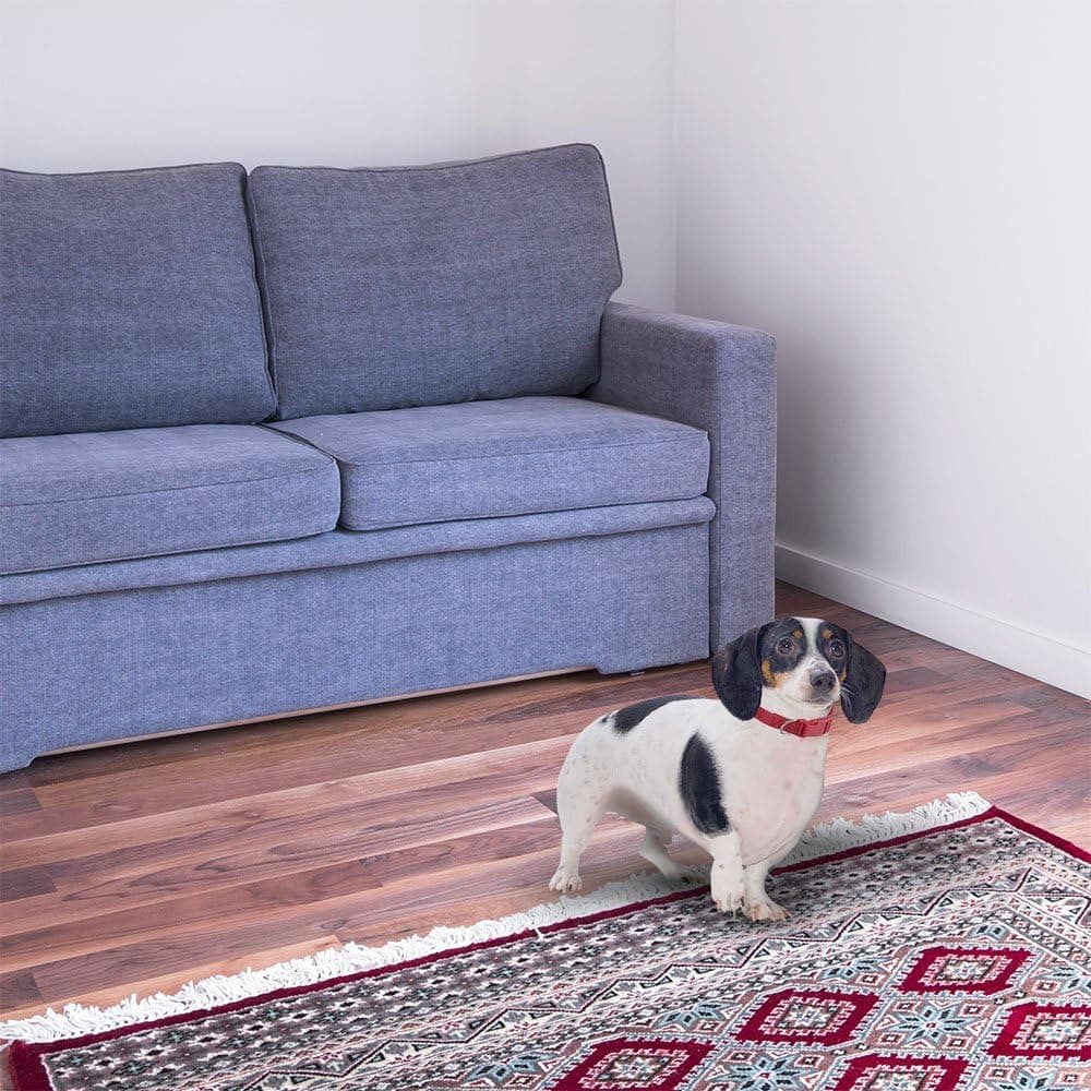 קולר לכלב — Weebo Pets Adjustable Nylon Dog Collar with Hi-Visibility Reflective Thread (Pin