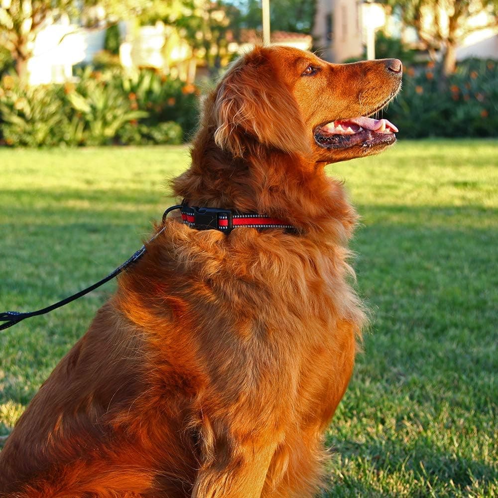 קולר לכלב — BluePaw-2 Colours Premium Nylon Soft &amp; Safe 3M Reflective Pastel Neoprene Pa