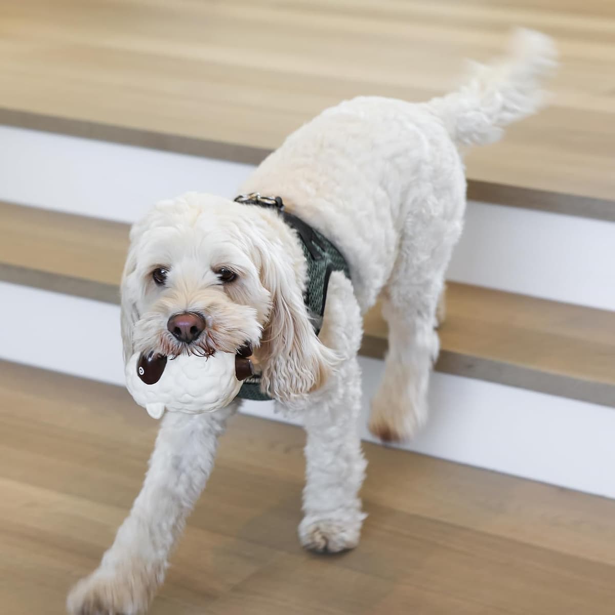 פדים/חיתולים לכלב — rocket &amp; rex Premium, Washable Pee Pads for Dogs, Waterproof &amp; Reusable,