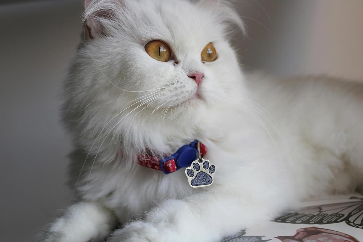 תג שם/זיהוי לכלב — Laser Etched Stainless Steel Pet ID Tags Custom Personalized