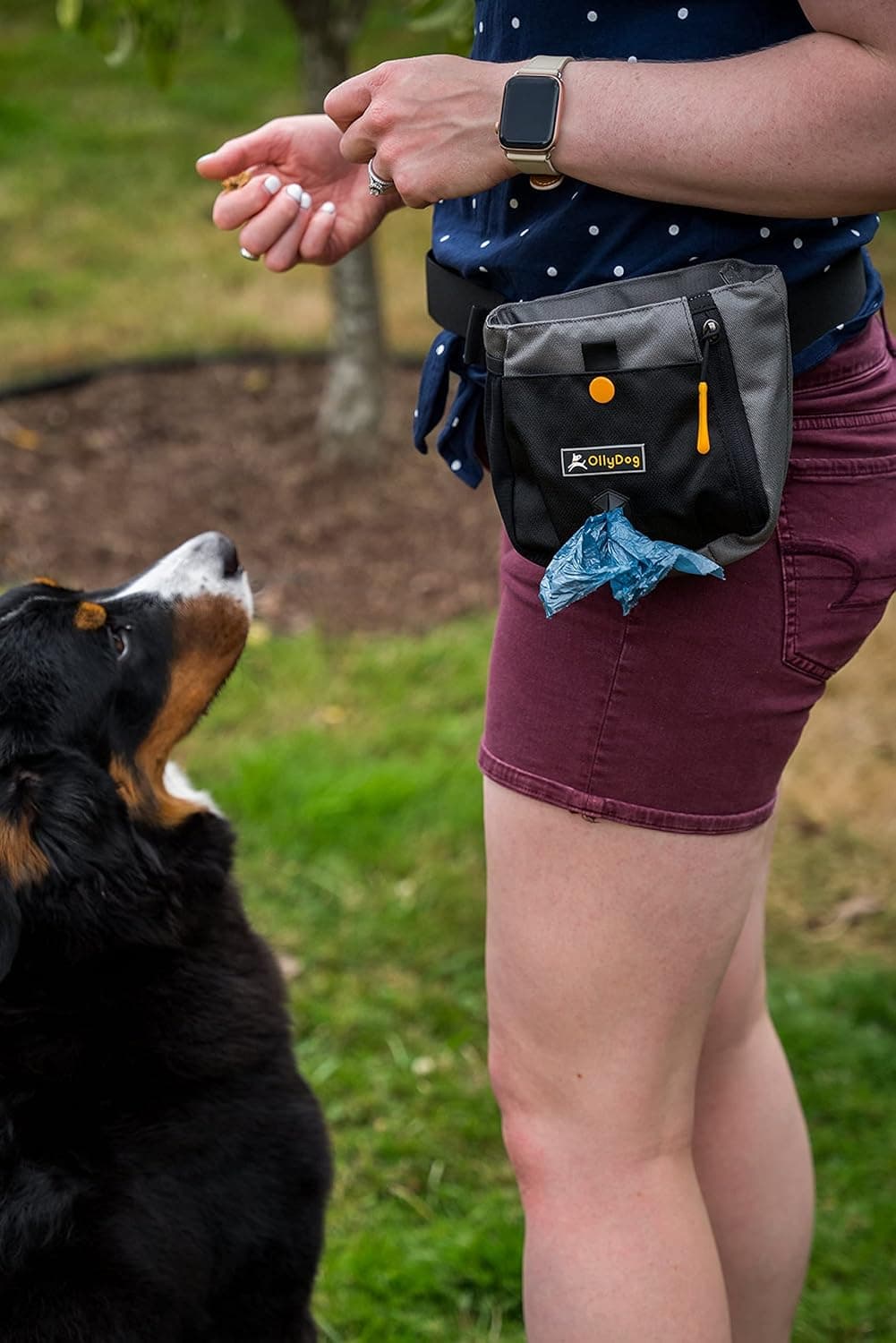 עזר אילוף לכלב — OllyDog Dog Training Pouch Bag with Waist Strap, Poop Bag Dispenser and Collapsi