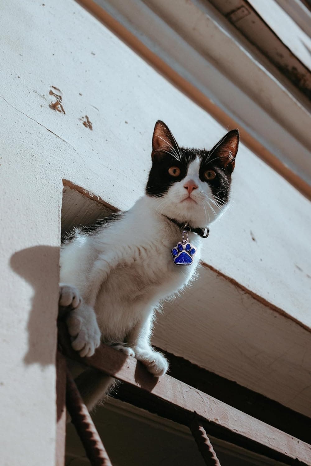 תג שם/זיהוי לכלב — Laser Etched Stainless Steel Pet ID Tags Custom Personalized