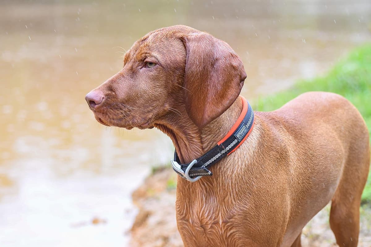 קולר לכלב — Terrain D.O.G. Reflective Neoprene Lined Dog Collar