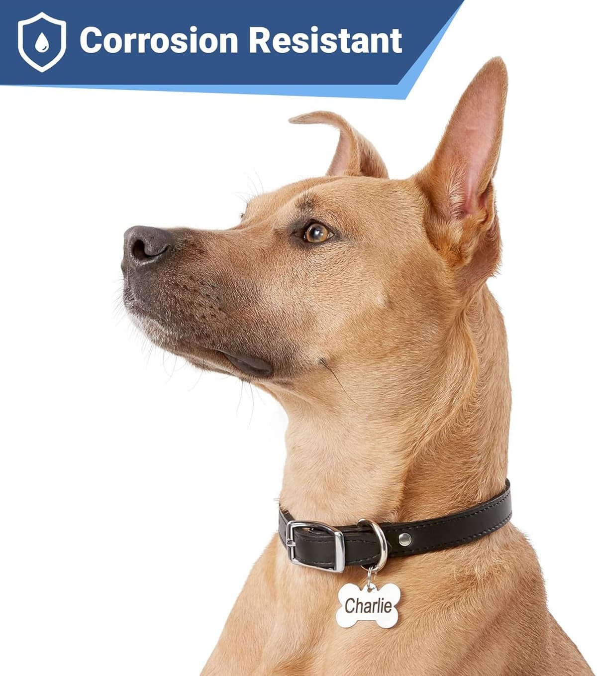 תג שם/זיהוי לכלב — GoTags Stainless Steel Pet ID Tags, Personalized Dog Tags an