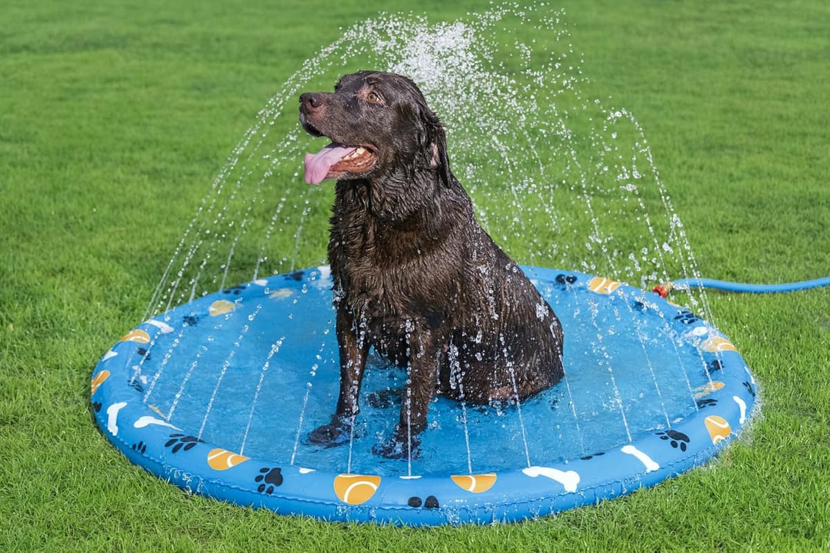 בריכה לכלב — Bestway Dog Splash Pad Sprinkler Mat, Non-Slip Splash Sprinkler Pad for Dogs, Do