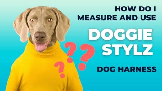 רתמה לכלב — Service Dog in Training Vest - Adjustable No Pull Dog Harness with Patches. in T