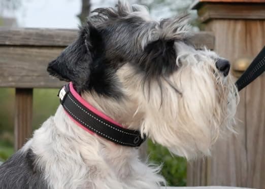 קולר לכלב — Black Rhino - The Comfort Collar Ultra Soft Neoprene Padded Dog Collar for All B