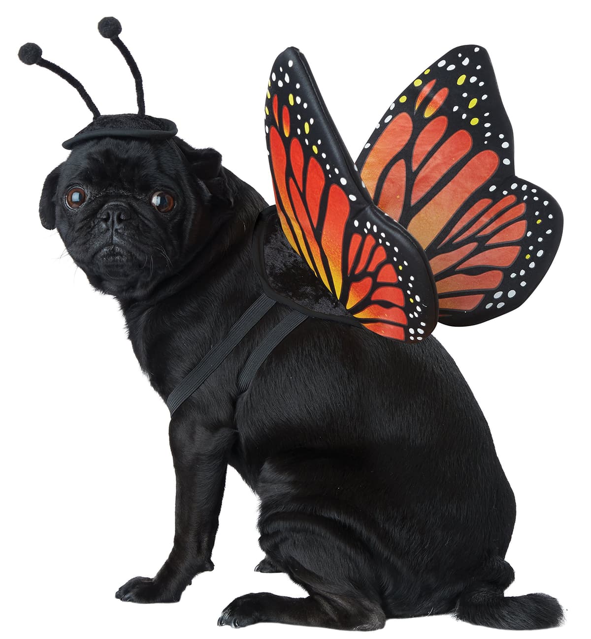 תחפושת לכלב — Calico, Monarch Butterfly Dog Costume X-Small