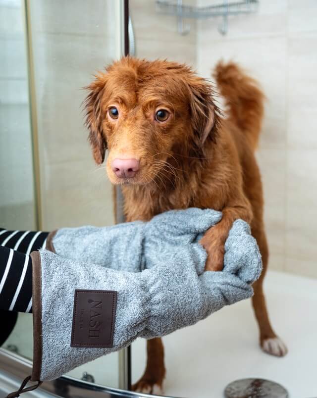 Rub Fruit vegetables throw מקלחת כלב - המדריך המלא להרגיל את הכלב למקלחת - אילוף כלבים עם מאיה