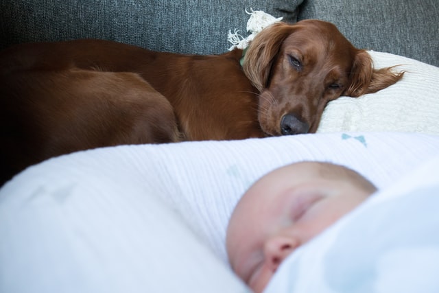 כלבים ותינוקות