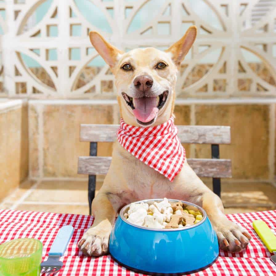 כלב עם סינר יושב בשולחן מוכן לאכול מהצלחת אוכל