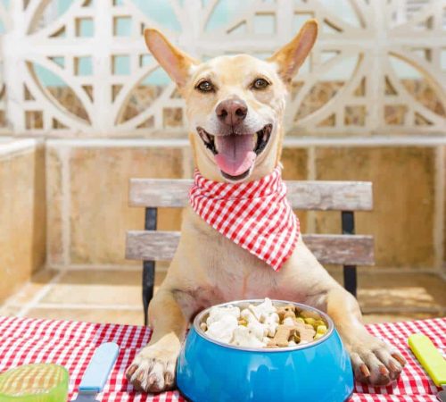 כלב עם סינר יושב בשולחן מוכן לאכול מהצלחת אוכל